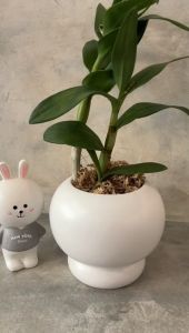 European Modern Minimalist Creative Ceramic Pot Personalized Design Round Desktop Decoration Indoor Ceramic Flower Pot