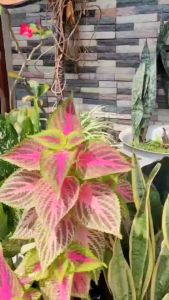 CMT Sandal Pria Dewasa: Sandal JPT137SLD Pria & Tips Memilih