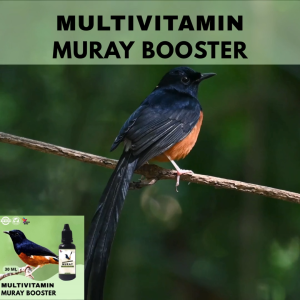 Vitamin Burung Gacor 30 ml Untuk Muray Vitamin Penggacor Burung Rekomendasi Burung Kicau
