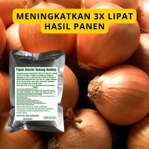 Pupuk Booster Bawang Bombay / Obat Booster Bawang Bombay / Pupuk Booster Bawang Bombay