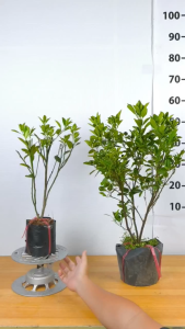 Cây Tắc Bánh Xe ( Quất Trái To ) - Có Sẵn Trái - Cây Trồng Chậu - Cây Giống Vân Anh