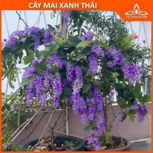 Combo 2  CÂY GIỐNG MAI XANH THÁI 20 - 25CM (Ảnh thật)