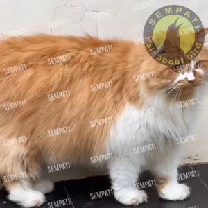 SEMPATI Royal Cats For Healthy Skin & Coat Vitamin Bulu Kucing Anjing Cat Kitten Adult Anabul Suplemen Pelebat Bulu Hewan Sehat Halus Mengkilap Cegah Bulu Rontok