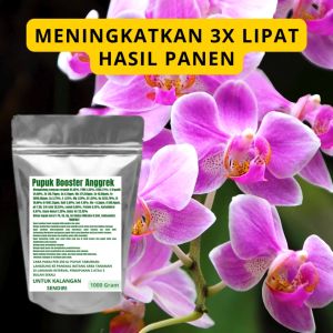 Pupuk Booster Anggrek: Cara Meningkatkan Pertumbuhan & Menghasilkan Bunga Lebat