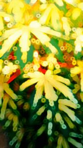 Bibit Stek Singkong Varigata Ketela Kayu Hias Corak beli 5 gratis 1