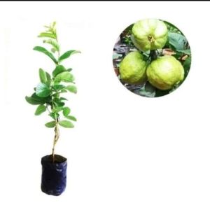 bibit jambu kristal madu - bibit Jambu kristal merah nonbiji hasil cangkok berbuah