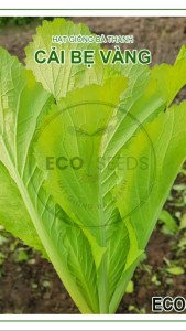 [EcoSeeds] Combo 2 Gói Hạt Giống Cải Bẹ Vàng Nam Định - Cao Sản Thích Hợp Mọi Vùng Khí Hậu - Gói 20g