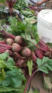 Buah Fresh Buah Bit Buat Ibu Hamil Bit Merah Bagi Kesehatan Buah Bit Organik 1 Kg FRESH