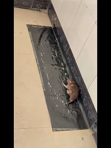 500X Viscosity Sticky Rat Trap: A Comprehensive Guide