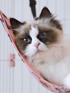 เปลแมว/ที่นอนแมว เกรดพรีเมี่ยม ผ้านุ่ม นอนสบาย ที่นอนแมว สำหรับแขวนกรง เปลแมว