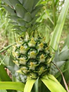 Buah nanas danas lokal ori segar bugar 1 buah istimewa siap kirim