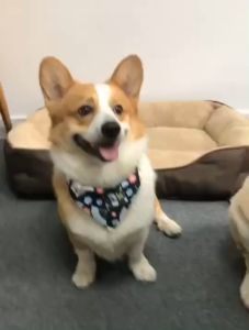 Yếm ăn yếm quàng cổ cho Chó Mèo có vòng cổ khoá nhựa (Link 1) - Love Pets Shop