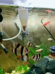 ไข่อาร์ทีเมีย อาหารปลากัด อาร์ทีเมียลอกเปลือก ไรแดง  อาหารปลาทอง อาหารลูกปลา อาหารปลาบอลลูน