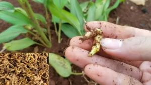 1kg nghệ bọ cạp LÂU NĂM HÀNG ĐÀO như hình.