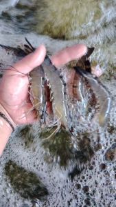 BLACK TIGER SHRIMP FEED (5001) X 25KG | STARFEED BRAND