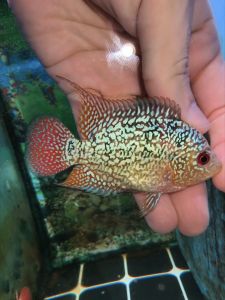 Flowerhorn kamfa f3 female 2.5inch fish luohan kamfa f3 Local Breed 花罗汉金花f3 pellet trained flowerhorn