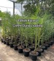 ANAK POKOK KURMA KUNING. 
