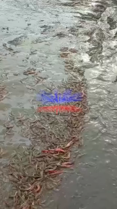 อควาวัน Aqua1 (เซ็ต 5 ถุง) แร่ธาตุปรับสภาพบ่อกุ้ง – ลดของเสีย ปรับน้ำใส เพิ่มออกซิเจน