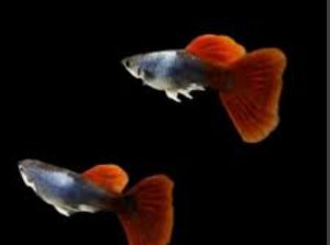 GUPPY SILVERADOR SHORT BODY PAIR