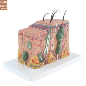 Mô hình giải phẫu da người