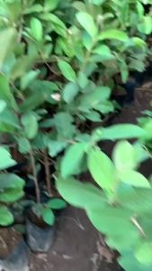 Bibit Jambu Bangkok Kondisi Berbuah/Berbunga