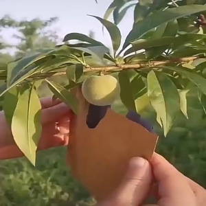 【Pocainoe】ถุงห่อผลไม้ ทีเอบี ขนาด 20x30 ซ.ม. จำนวน 100 ใบ ถุงห่อมะม่วง ถุงคาร์บอน ทีเอบี ป้องกันแมลงวันทอง ช่วยให้ผลไม้มีสีและผิวส สองชั้น กันน้ำ กันนก บังแสง ระบายอากาศได้ดี ถุงกระดาษคาร์บอน ถุงห่อฝรั่ง ถุงห่อมะม่วงชุนฟงแพค