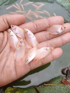paketan gurame Padang nguku/Ramo +pakan