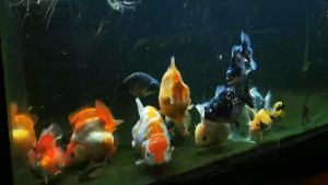 Bessn chính hãng- Thức ăn cho cá vàng lên body và màu sinh động!