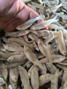 ikan asin BILIS cop / asli kering 1kg