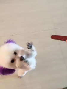 แถบเนื้อขนมสุนัข500g  ขนมสุนัข วัตถุดิบสดใหม่ มีวิตามินรวม ไขมันต่ำ ง่ายต่อการพกพา