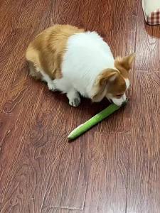 16.5 Inches Dog Toy Snake Interactive Toy Kitten Kick Toy Interactive Pet Toy for Indoor Cats Pet Supplies