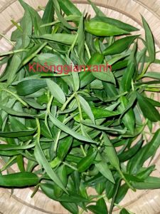 [Chỉ Ship Miền Nam] 500gam Đọt Rau Trai Tươi ( Cây Thài Lài)  Khách đặt mới hái