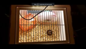 Box Kandang Hamster LED: Kualitas Tinggi untuk Hewan Peliharaan