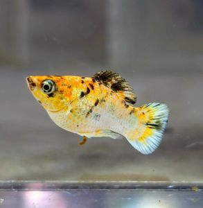 Pikachu Balloon Molly (Male) / 圆尾气球茉莉鱼 (公) (Not random fish)❗️Fish as same order❗️18