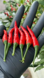 [TouchFree] FOOD SAFE PREMIUM TOUCH FREE NITRILE GLOVES 5 g per glove (Total 50 pcs) Black - Disposable  Non-latex Powder-Free Multifunctional Cooking Gloves (Suitable for kitchen use)