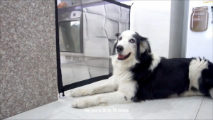 HATELI Dog Fence Gate for Stairs Doors Pet Gates for The House Cats Dogs Screen Mesh Gate for Doorways Stairways Indoor Safety