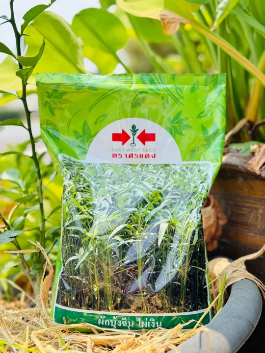 เมล็ดพันธุ์ผักบุ้ง ไผ่เงิน ตราศรแดง ขนาด 1 กก.