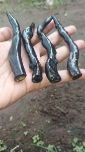 Pipa Once Akar Bahar Asli Hitam Unik Natural