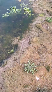 Gold Panning Pan 38cm Plastic Nugget Mining Gold Washing Plate Equipment Separate Sand Tray Tools