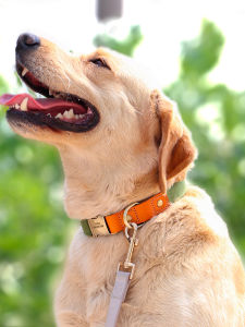 Dog Collar Teddy Small Size Dogs Dog Collar Lettering Anti-Lost Medium Large Dog Collar Towing Rope Pet Dog Harness