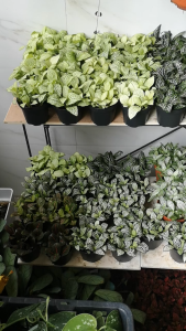 Fittonia Indoor Nerve Plant with Pot