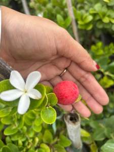 #มะนาวโห่ญี่ปุ่น #มะม่วงหาวมะนาวโห่ญี่ปุ่น พันธุ์แคระ รสชาติหวานไม่เปรี้ยวกินง่ายอร่อยมาก ลักษณะผลมีทั้งผลกลมและก้นแหลมในต้นเดียวกัน ทรงพุ่มเตี้ยไม่สูงออกลูกตลอดปี #ต้นมะนาวโห่ญี่ปุ่น พันธุ์รสชาติหวาน ลูกใหญ่ ต้นแข็งแรง ติดผลเร็ว