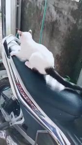 Sarung Jok Motor Vario Beat Scoopy Fazzio Mio Nmax Aerox Pcx Adv Vespa Metic / Penutup Jok Untuk Semua Jenis Motor
