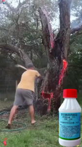 1 drop kills a century-old tree racun pokok paling kuat Root rot 10 meters deep racun pokok kayu besar 10 times stronger than sulfuric acid murah racun rumput paling kuat cepat mati racun rumput mati akar tree killer weed killer Racun rumput sambau 除草剂