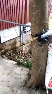 Ống Cạo Mía 4 Lưỡi Dao Sử Dụng Dễ Dàng Gọn Nhẹ Nhanh Chóng [ ống vào lưỡi dao làm bằng thép không rỉ ]