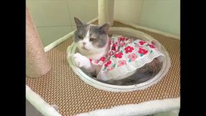 Pet Dress Baju Kucing with Ribbon can Leash