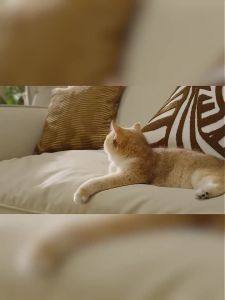 MIJIA | New MiIJIA Smart Pet Drinking Fountain 2 3L Capacity Wireless Water Pump Automatic Sensing Cats and Dogs Long Battery Life