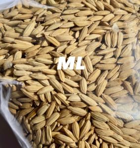 benih padi beras merah padi huma original super