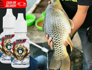 Dewa Essen ikan mas Babon paling gacor aroma wangi amis terbaik segala medan