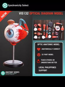Synchronicity Anatomy Set VIS132 Optical Diagram Model – 4D Human Eye Anatomy Model 32 Detachable Parts Eyeball Medical Teaching Tool Science Classroom Study Aid Educational Puzzle Toy for Students Doctors & Collectors